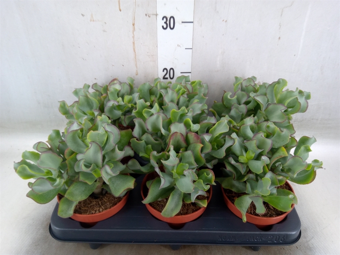 <h4>Crassula arborescens 'Petit Wave'</h4>