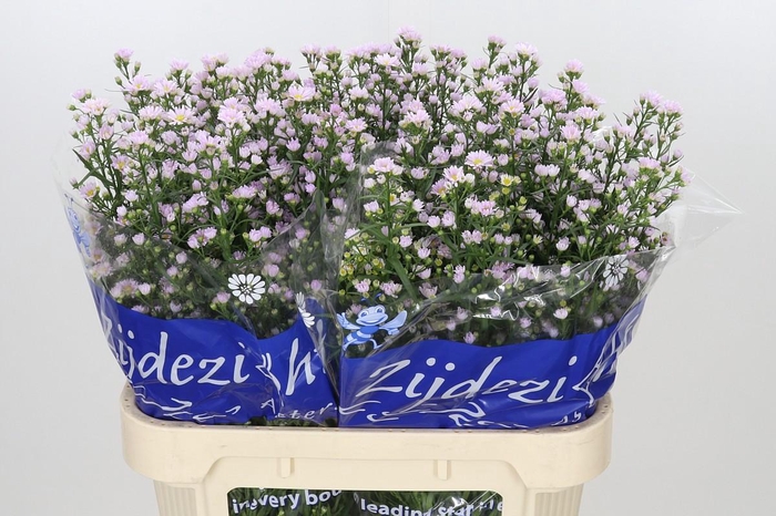 <h4>Aster Claudia</h4>