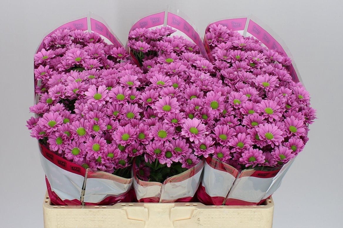 <h4>Sant Krissi</h4>