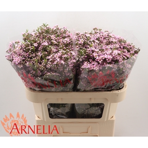 Chamelaucium Alouana