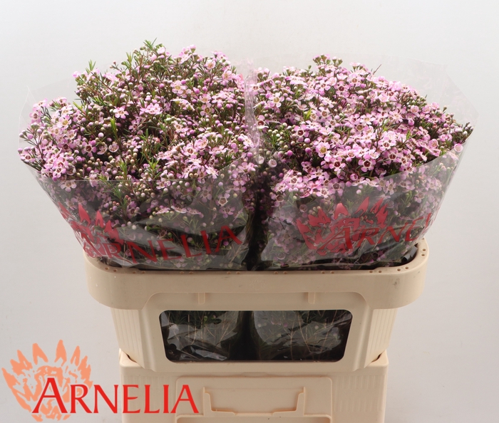 <h4>Chamelaucium Alouana</h4>