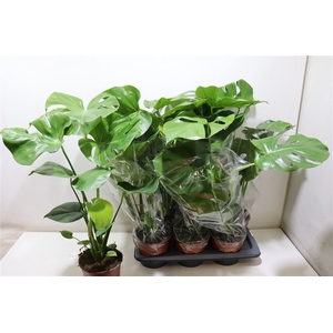 arr8 Monstera Deliciosa