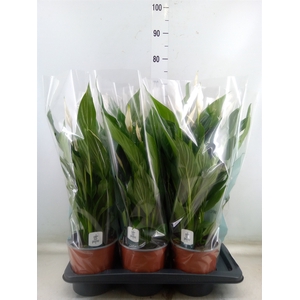 Spathiphyllum  'Bingo Cupido'
