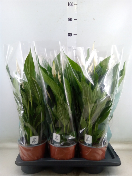 <h4>Spathiphyllum  'Bingo Cupido'</h4>