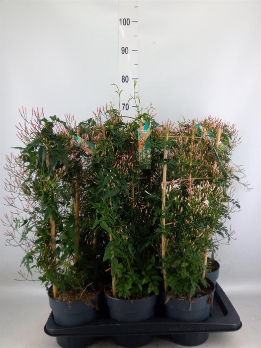 <h4>Jasminum polyanthum</h4>