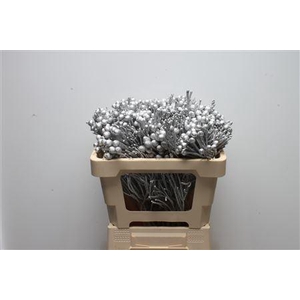 Kaaps Brunia Silver Zilver