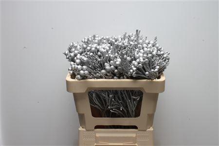 Kaaps Brunia Silver Zilver