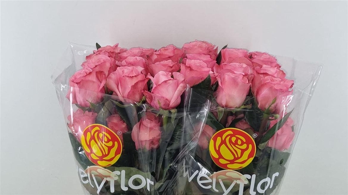 <h4>R Gr Pink Xpression **</h4>