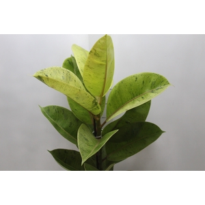 FICUS ELASTICA SHIVEREANA MOONSHINE P17