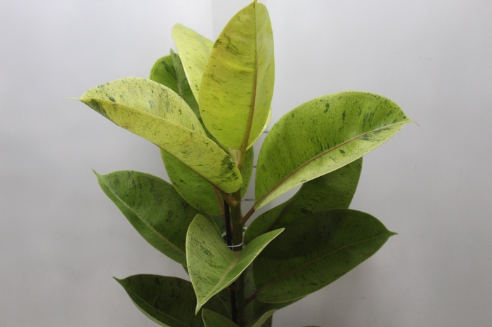 <h4>FICUS ELASTICA SHIVEREANA MOONSHINE P17</h4>