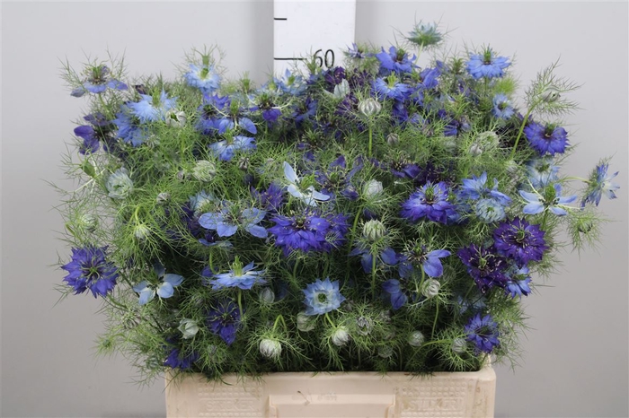 <h4>Nige Dam Blue</h4>