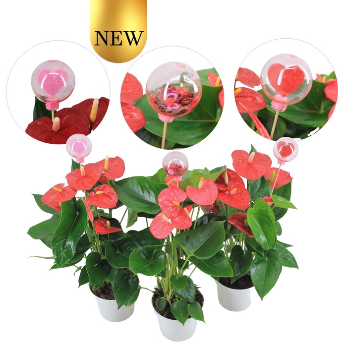 <h4>Anthurium Flamingomix 14cm met hartjesstekers</h4>