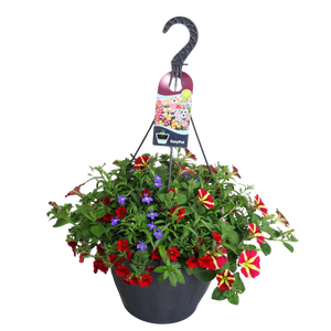 Hangpotten 37 cm met waterreservoir Mix 05 Queen Heart mix