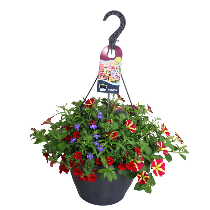 <h4>Hangpotten 37 cm met waterreservoir Mix 05 Queen Heart mix</h4>