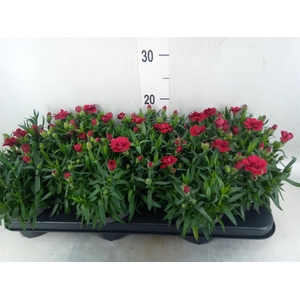 Dianthus  'Oscar Dark Red'
