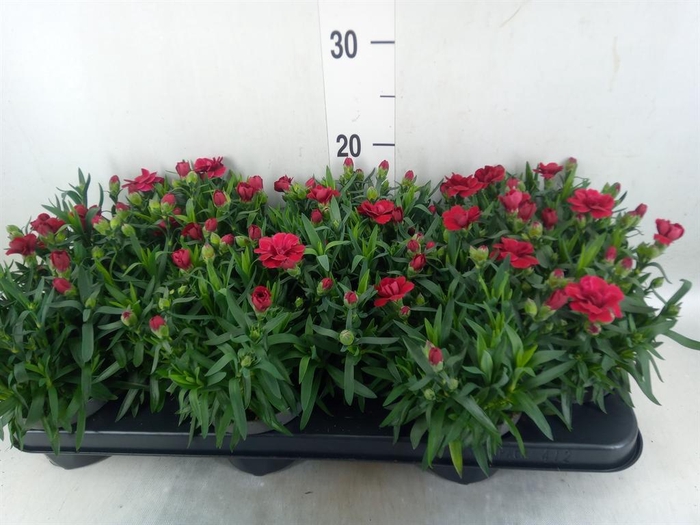 <h4>Dianthus  'Oscar Dark Red'</h4>