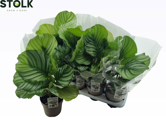 <h4>CALAT ORBIFOLIA</h4>