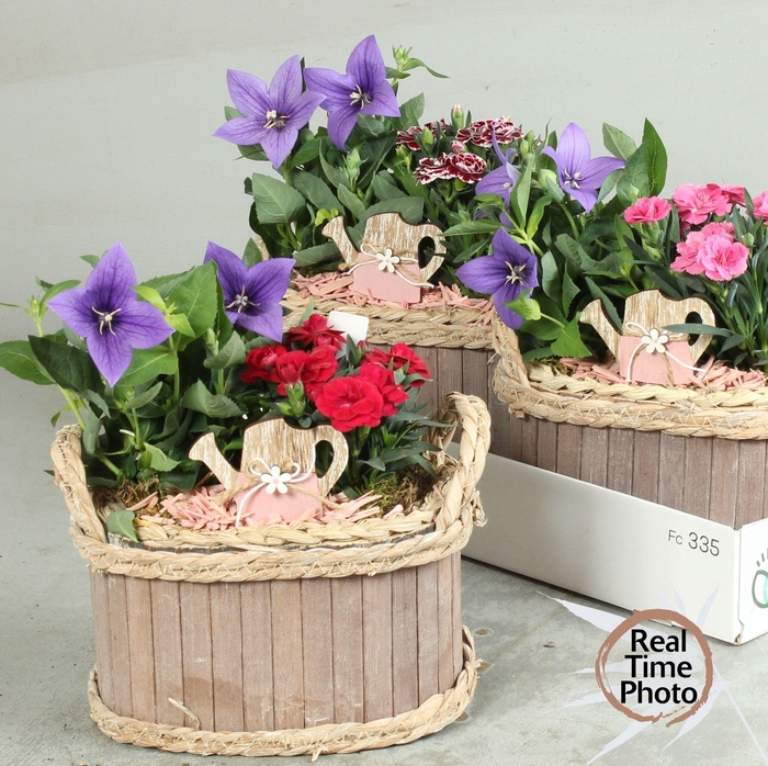 <h4>ARR TUINPLANTEN</h4>