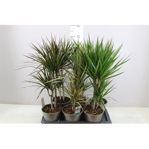 Dracaena Gemengd 30-10