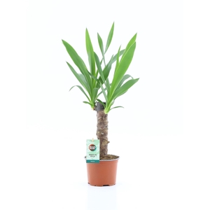 Yucca