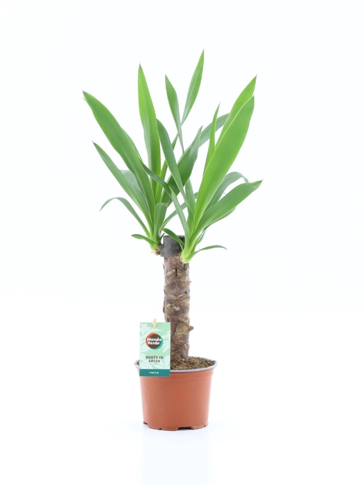 <h4>Yucca</h4>