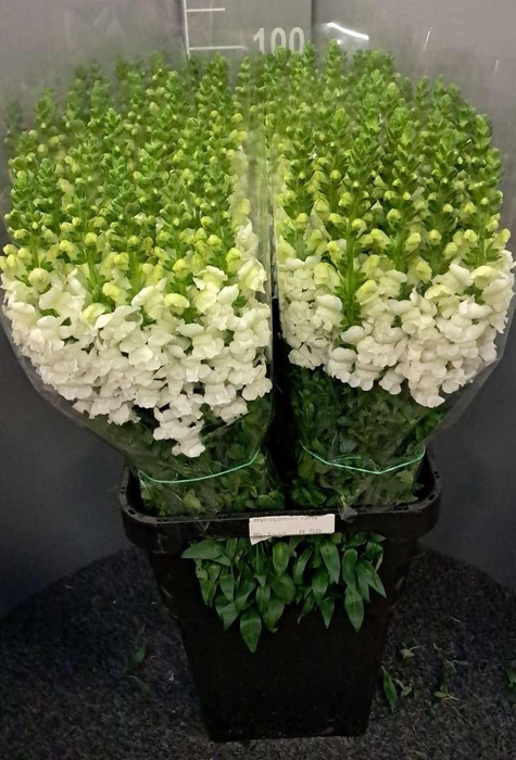 <h4>Antir Antibes White</h4>