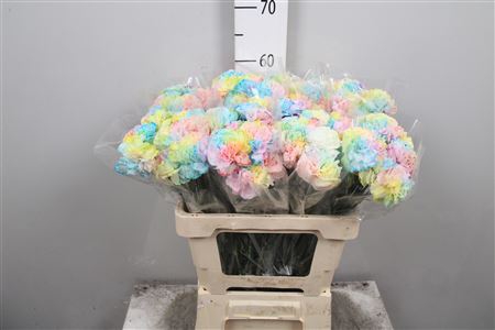 <h4>Di Rainbow Pastel</h4>