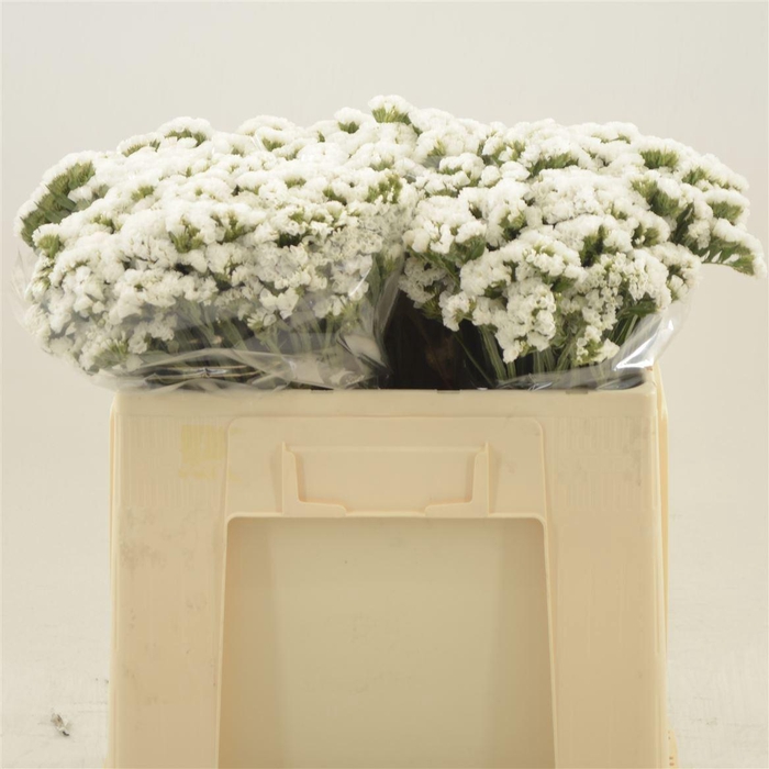 <h4>Statice White Starlight Wings</h4>