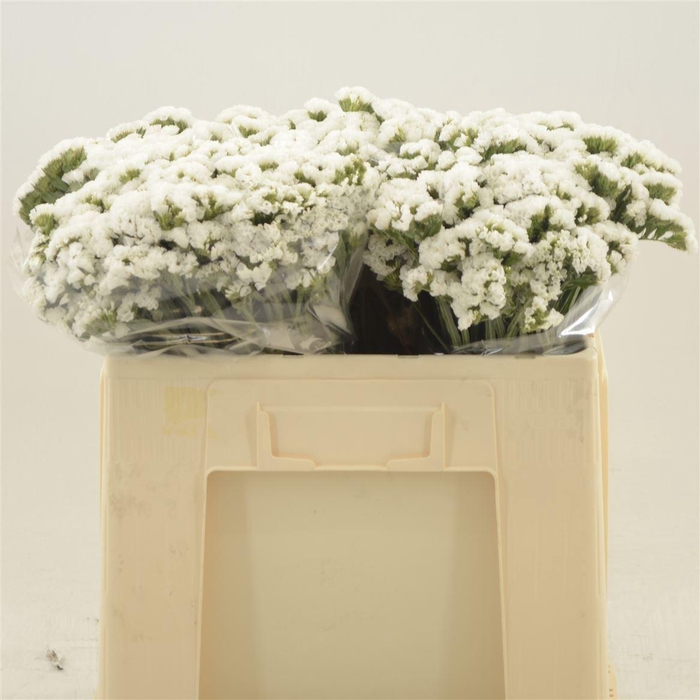 <h4>Statice Silvery Sun Birds</h4>