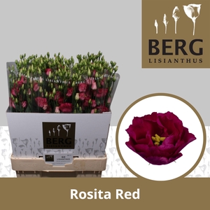 Lisianthus Rosita Red