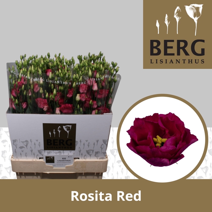 <h4>Lisianthus Rosita Red</h4>