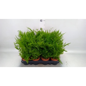 Pteris straminea