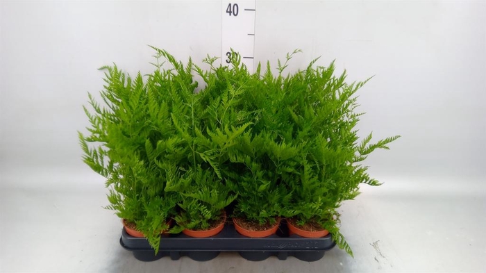<h4>Pteris straminea</h4>