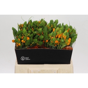 Ornithogalum Dubium Sunshine