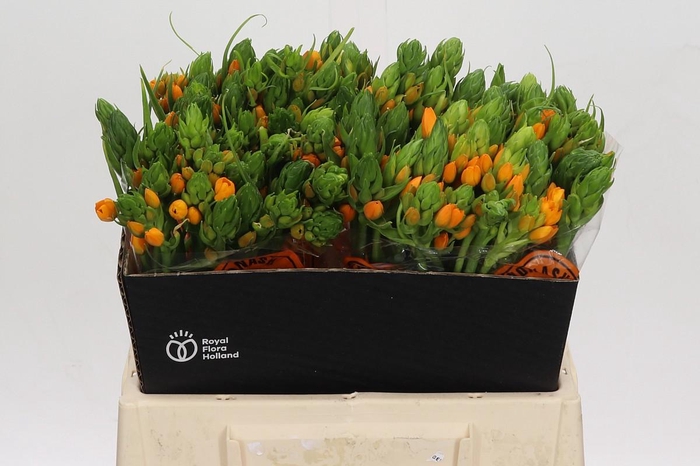 <h4>Ornithogalum Dubium Sunshine</h4>