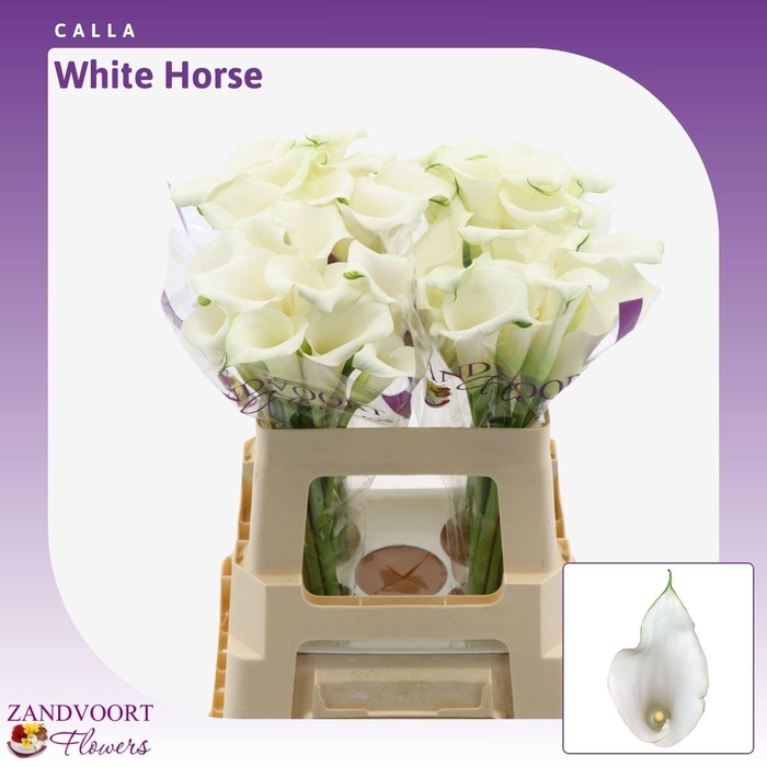 <h4>Calla Whitehorse</h4>