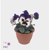 Viola wr. 'Alpha Purple White'