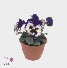 Viola wr. 'Alpha Purple White'