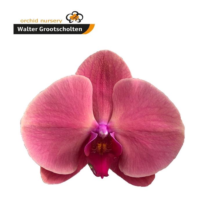 <h4>Phalaenopsis Coral Sunset</h4>