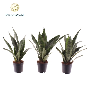 Sansevieria Black Coral 7 cm
