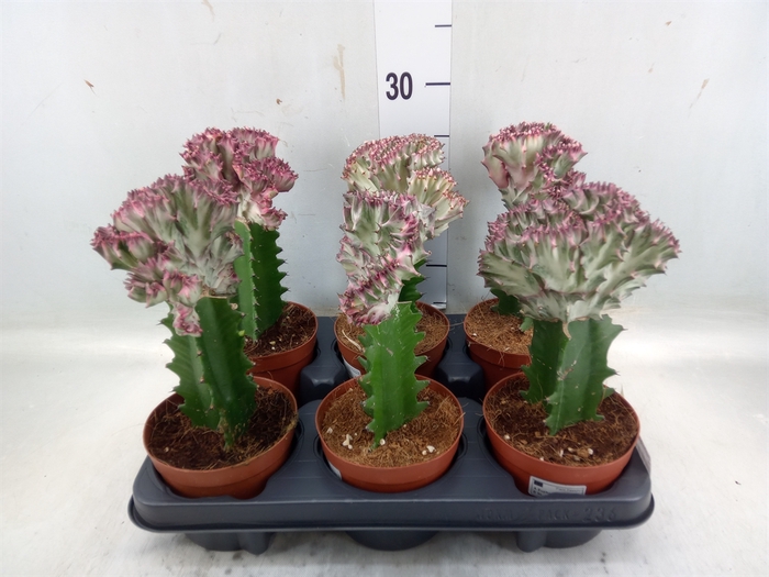 <h4>Euphorbia lactea</h4>