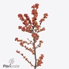 Ilex winter gold