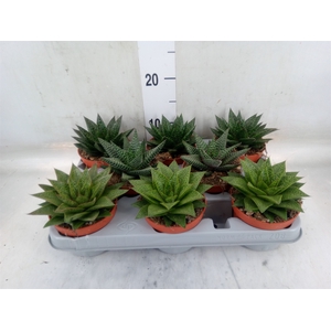 Aloe   ...mix