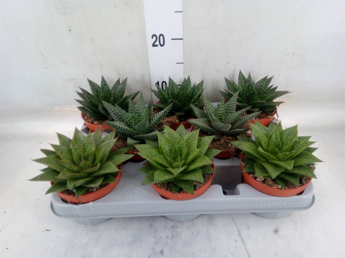 <h4>Aloe   ...mix</h4>