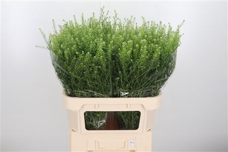 <h4>LEP VI GWELO GREEN</h4>