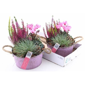 ARR TUINPLANTEN
