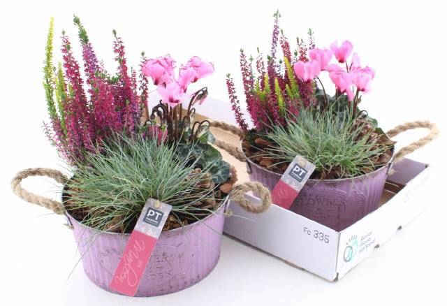 <h4>ARR TUINPLANTEN</h4>