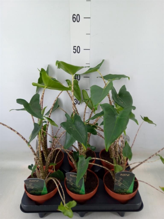 <h4>Alocasia zebrina</h4>