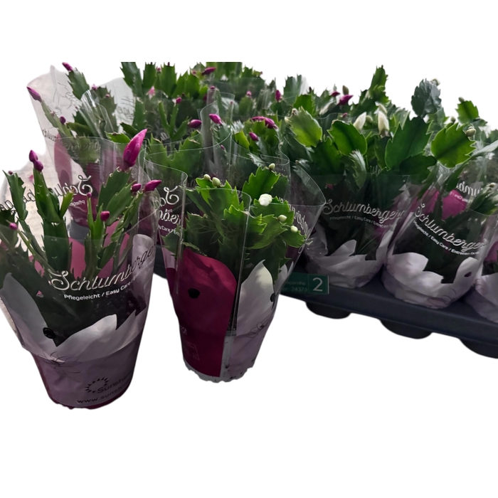 <h4>SCHLUMB GEM 2 KL</h4>