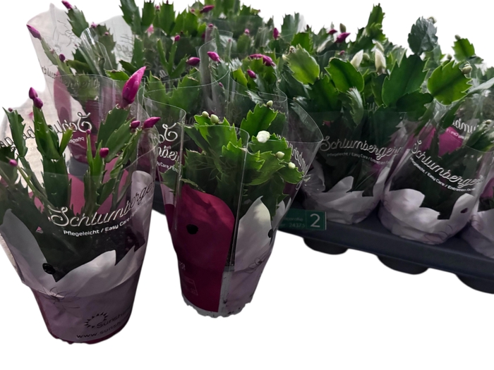 <h4>SCHLUMB GEM 2 KL</h4>